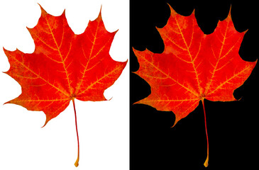 Wall Mural - Autumn maple leaf isolated on white and black backgrounds. Red maple leaf.