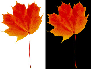 autumn maple leaf isolated on white and black backgrounds. orange-red maple leaf.