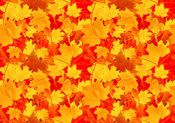 Wall Mural - Cheerful background of red-orange maple leaves. Seamless background of autumn maple leaves.