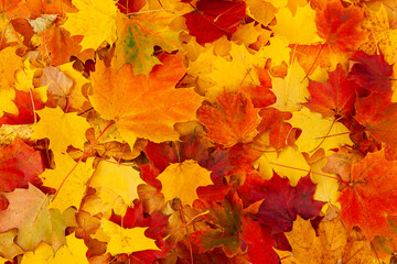 Wall Mural - Autumn maple leaves. Bright background of red, yellow and orange autumn maple leaves.