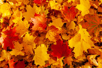 autumn maple leaves.