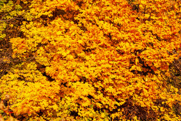 Wall Mural - Autumn maple leaves. A rich autumn crown of maple, covered with yellow and orange foliage.