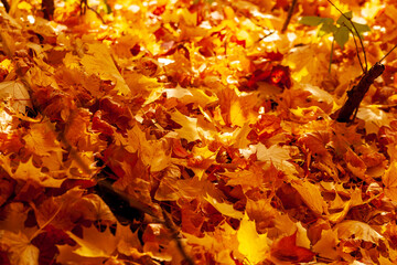 Wall Mural - Autumn maple leaves.