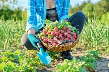 Close-up of basket with freshly picked radishes in the hands of gardener