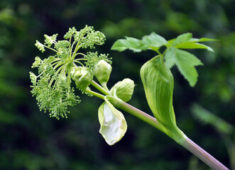 Wall Mural - Angelica archangelica grows in nature