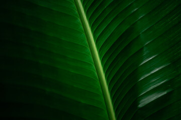  Green Leaf Texture background with sunlight