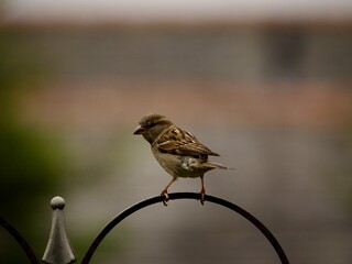 Canvas Print - Sparrow 