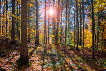 Sticker - Beautiful autumn forest.