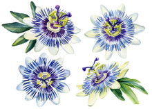 Passionflower On Isolated White Background, Watercolor Illustration Painting, Set Flowers