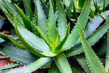 Bright Green Aloe Vera Succulent Plant Leaves In The Garden In Summer.