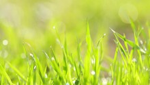 Rain Drops On Green Grass. Summer Or Spring Nature Background With Green Grass.
