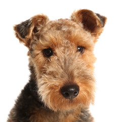 Wall Mural - Airedale terrier dog portrait isolated on a white background