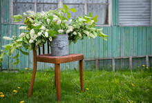 A Huge Bouquet Of Fragrant Bird Cherry In A Galvanized Retro Planter In An Old Garden In Country