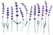 Set of Lavender flowers on isolated white background, watercolor illustration