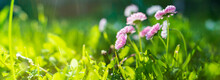 Panoramic Background With A Close Up Pink Wildflowers In Meadow Field. Beautiful Natural Countryside Landscape With Blurry Background And Copyspace