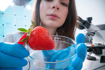 Wall Mural - Quality inspection of  food  Checking the content of nitrates and herbicides in strawberries