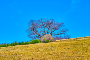 Canvas Print - The spring in Lugano Prealps, Alpe Vicania, Vico Morcote, Switzerland