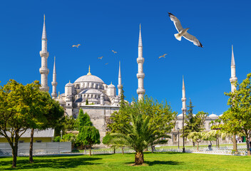Wall Mural - Seagulls fly over Blue Mosque or Sultanahmet Camii, Istanbul, Turkey