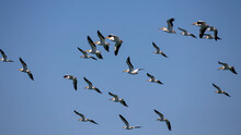 The Flock Of American White Pelican (Pelecanus Erythrorhynchos) In Flight Over Lake Michigan.