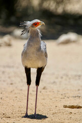 Wall Mural - Secretary Bird, Kgalagadi, South Arica