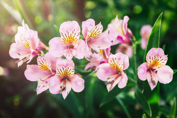 A bush of pink flowers Alstroemeria