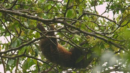 Wall Mural - hoffmanns two-toed sloth - choloepus hoffmanni also northern two-toed sloth, from central and south 