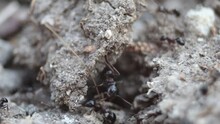 The Entrance To An Anthill In Turkey. The Ants Diligently Carry All Kinds Of Objects Into Their Burrow, While Soldier Ants Check That Only Members Of Their Own People Are Allowed Into The Black Hole.