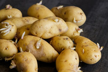 Sprouted Potatoes. Macro Shot Of Seed Potatoes With Sprouts. Root Crops For Planting. Agriculture And Farming. Close Up