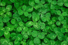 Background Of Green Clover Leaves In Dew, Clover Texture.
