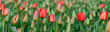 Field of cheerful red tulips beginning to bloom on a spring day, as a nature background
