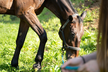  brown horse eating grass close up
