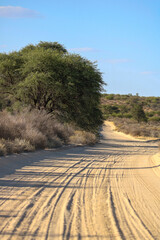 Wall Mural - Open dirt road in the Kgalagadi, South Africa