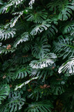 Fototapeta Sypialnia - Monstera thickets in the forest background