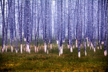 Yellowstone Dead Trees Under Fog