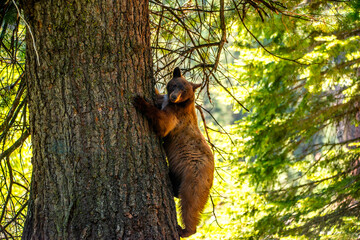 Wall Mural - Bear in Sequoia National Park