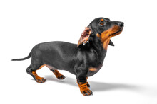 Adorable Dachshund Puppy Stands And Looks Expectantly At Someone Isolated On White Background, Side View. Lovely Pet With Twisted Ear Came To The Owner To Beg