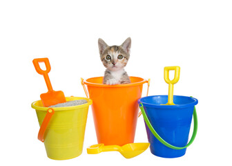 Cute small Calico tabby mix kitten popping out of a toy sand bucket with buckets of kitty litter sand with colorful shovels, isolated on white. Fun animal antics, summer theme.