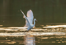 Great White Egret Fishing On A Lake