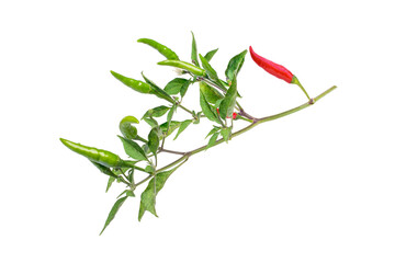 Poster - Branch of red hot chili pepper with green leaves isolated on white background. 