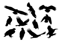 Eagle, Kite. Black And White Bird Silhouette