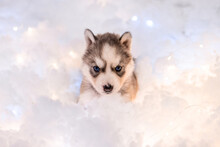 A Little One And A Half Month Old Husky Puppy On White Fluff With Luminous Garlands.