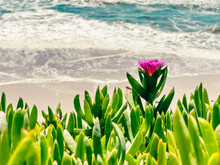 Fuschia Pink Flower Blooming Off A Coastal Ice Plant Growing In The Wild On A Bluff With Softly Blurred Turquoise Ocean Waves In The Background