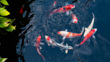 Fancy Koi Fish Or Fancy Carp Swimming In A Black Pond Fish Pond. Popular Pets For Relaxation And Feng Shui Meaning.