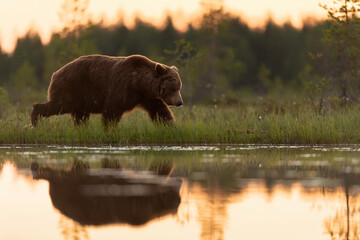 Wall Mural - big male brown bear walking in the bog with water reflection