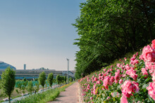 Anyangcheon Stream Park With Rose Flower In Seoul, Korea