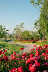 Canvas Print - Anyangcheon stream park with rose flower in Seoul, Korea