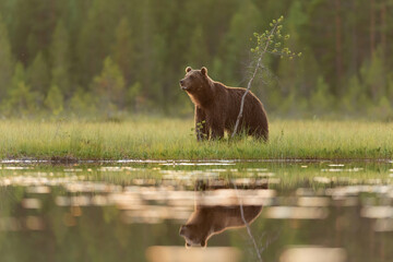 Wall Mural - male brown bear in summer in the bog landscape