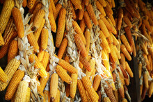 Many Hanging Dried Corn Cobs, Selective Focus