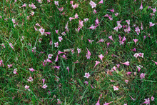 Fallen Veigela Flowers Lie On The Lawn Grass