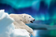 Polar bear lies on a glacier with Northern Lights, Aurora Borealis. Dangerous beast on snow